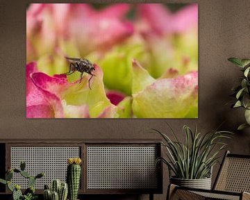 Vlieg op roze hortensia von Sjoerd van der Meij