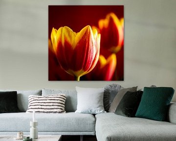 Blüte Tulpe von Dieter Walther