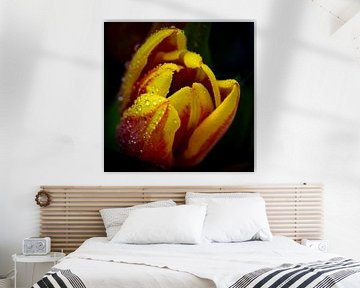 Tulp bloem met waterdruppels van Dieter Walther