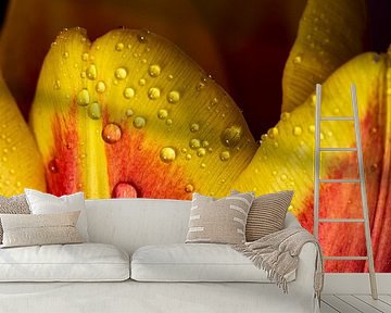 Tulip blossom with water droplets by Dieter Walther