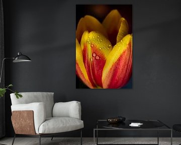 Tulpenbloesem met waterdruppels van Dieter Walther
