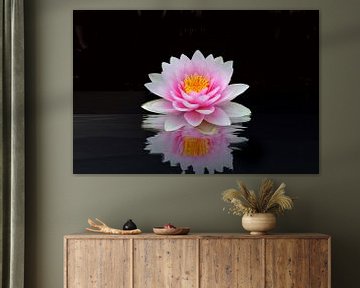 pink water lily by Dieter Beselt