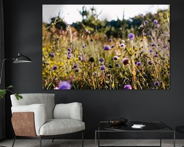 Purple flower field in Brabant forests by Carla van Dulmen