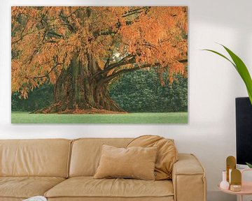 Der alte große Herbstbaum von Martin Bergsma