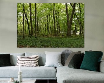 Une forêt de feuillus en été sur Claude Laprise