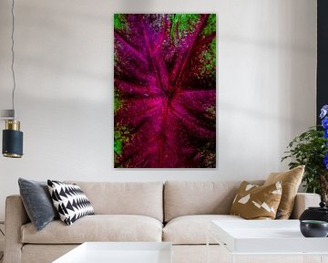 Caladium rose