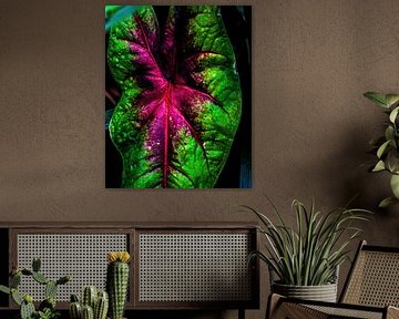 Caladium rose