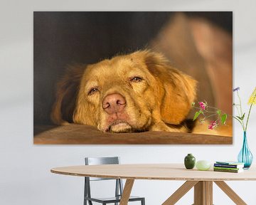 Poster Canvas Nova Scotia Duck Tolling Retriever close-up Toller van Het Boshuis