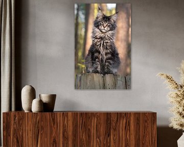 Maine Coon kat portret van Het Boshuis