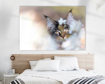 Poster Canvas Maine Coon kat tussen de bloesems van Het Boshuis