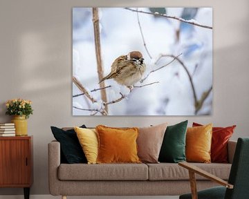 Gros plan d'un moineau friquet sur un arbre couvert de neige sur ManfredFotos