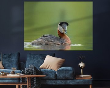 Red-necked grebe