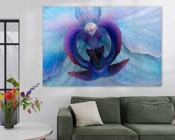 Closeup van een blauw paars gekleurde orchidee