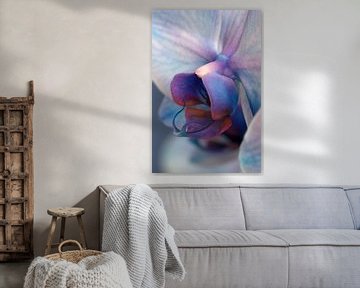 Nah- und Seitenansicht einer rosafarbenen lila Orchidee vor blauem Hintergrund von W J Kok