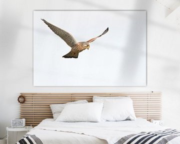 Kestrel