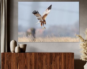 Marsh harrier by Pim Leijen