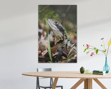 Begegnungen mit der Natur: Wildtiere auf dem Bradleys Head Walking Track von Ken Tempelers