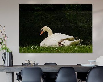 Swanlike van Floris Knol