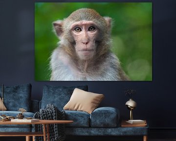 Macaque van Richard Wareham
