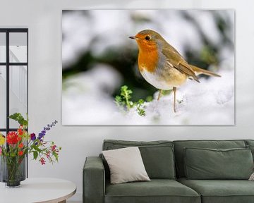 Robins in the snow by Adriaan Westra