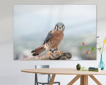 Falco sparverius by Richard Wareham