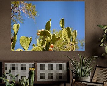 Cactus Garden, Henderson by GH Foto & Artdesign