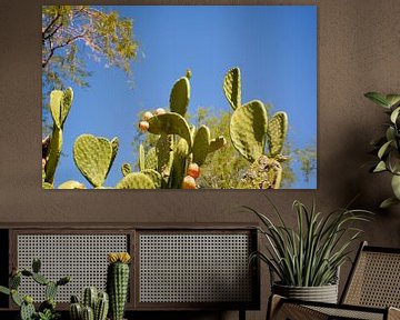 Cactustuin, Henderson van GH Foto & Artdesign