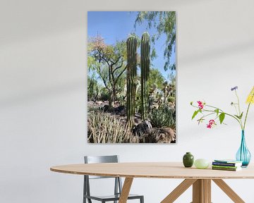 Cactustuin, Henderson van GH Foto & Artdesign