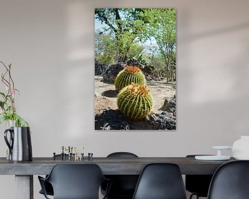 Cactustuin, Henderson, Nevada, VS van GH Foto & Artdesign