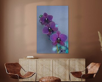 closeup of a purple orchid against a blue background by W J Kok