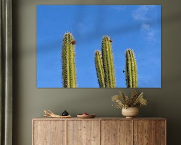 Cacti Caracasbaai Curaçao by Karel Frielink