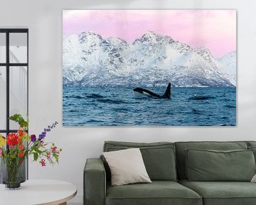 Orka in de fjorden van Noorwegen. van Dennis en Mariska