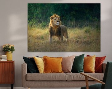 Poserende leeuw van Richard Guijt Photography