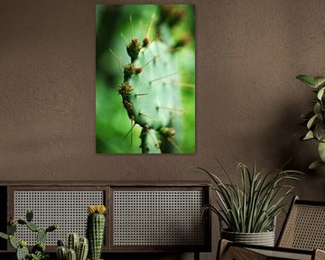 Cactus sur Peter Broer