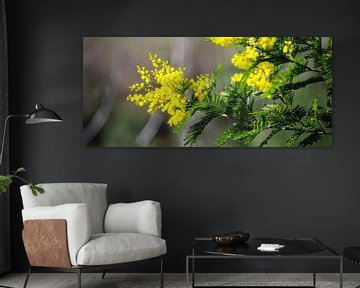 Mimosa 1/4 sur Peter Broer