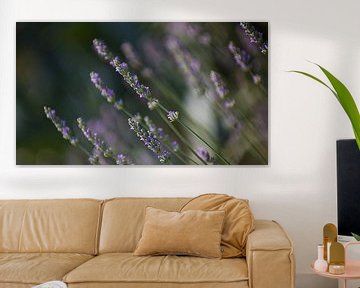 Flowering lavender bush by Peter Broer