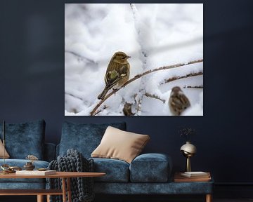 Close-up of a female chaffinch in the snow