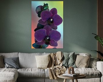 closeup van een paarse orchidee tegen een regenboog achtergrond