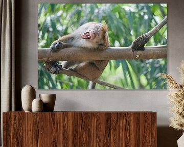 Macaca sinica gaping by Richard Wareham