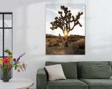 Joshua Tree von swc07