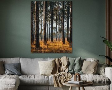 Promenade en forêt