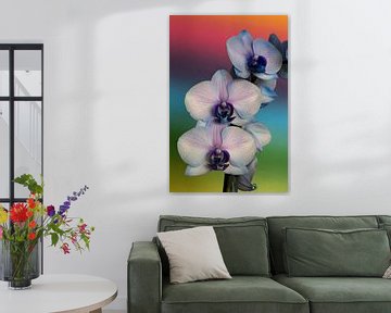 Nahaufnahme einer rosa Orchidee vor einem regenbogenfarbenen Hintergrund von W J Kok