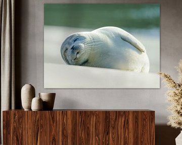 Seehund faul in der Sonne von Jor DieFotografie