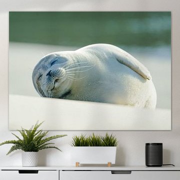 Seehund faul in der Sonne