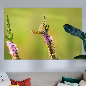 Brown sandpiper on the moor