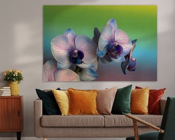 gros plan d'une orchidée rose mauve sur un fond coloré sur W J Kok