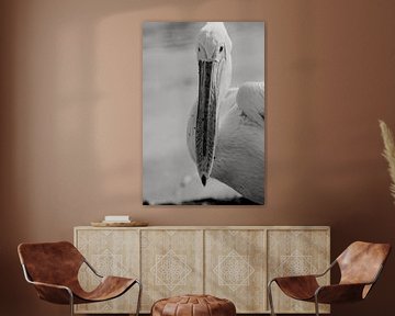 Nahaufnahme eines unzähmbaren Pelikans von Fotografia Elegante