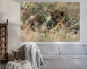 Löwenjunges von Niki Radstake
