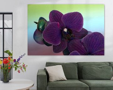 gros plan d'une orchidée violette sur fond d'arc-en-ciel sur W J Kok