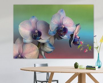 closeup van een roze paarse orchidee tegen een gekleurde achtergrond van W J Kok